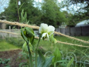 Sugar Snap Pea Flowers