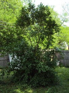Lilac After Pruning Lilac After Pruning