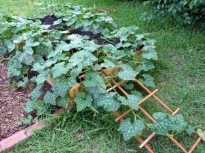 Trellis system to help guide vining plants a certain direction