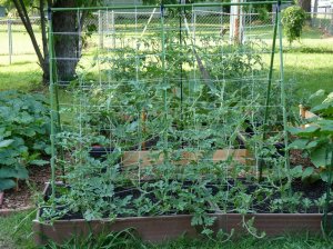 trellis system for vining plants
