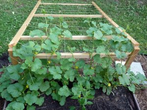 Another view of a trellis system for vining plants