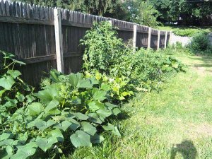 2010 Garden July 27th