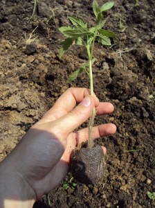 Showing how deep to plant a tomato transplant