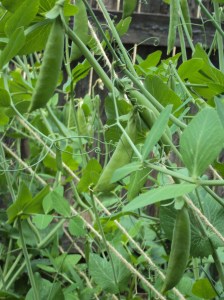 Sugar snap peas