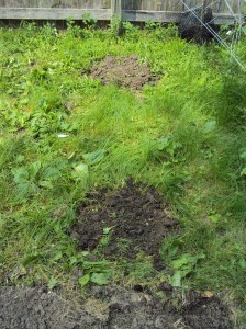 picture of planting holes for squash seeds