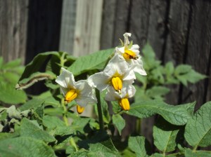 Flowers on potato plant