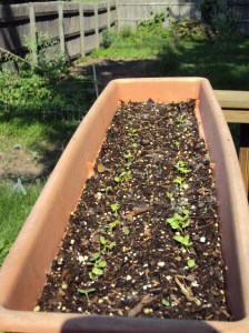 Lettuce seeds sprouted in window box
