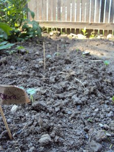 Okra seedlings