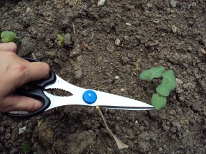 Getting ready to thin down the seedlings Getting ready to thin down the seedlings
