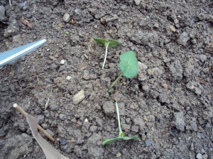 Having thinned down to one seedlign One seedling remains after thinning