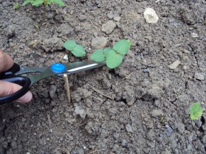 Trimming extra seedlings at ground line Cutting extra seedlings at ground line with kitchen scissors