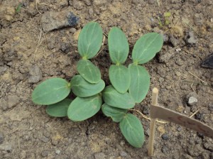 Cucumber seedlings Cucumber seedlings
