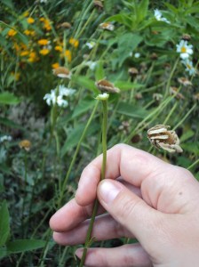 daisy flower stem with flower removed
