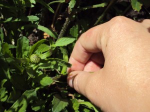 where to remove the stem of a faded daisy
