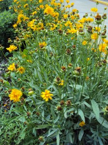 Coreopsis