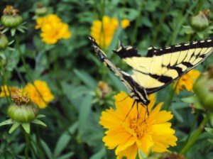 Swallowtail butterfly