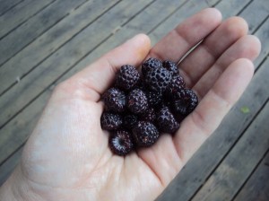 handful of wild raspberries