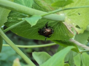 Japanese beetles 