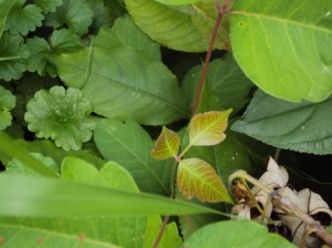Young Poison ivy