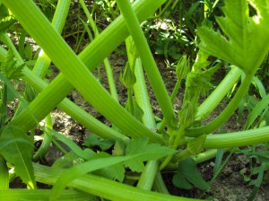 zucchini flower buds