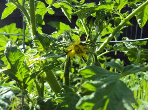 tomato flower
