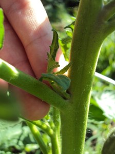 Tomato plant needing pinching