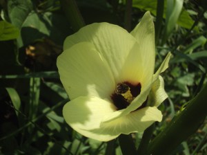 okra flower