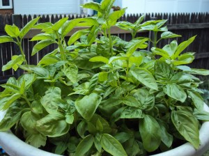 Basil growing in a pot