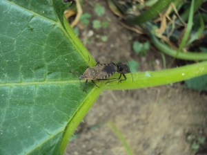 Adult squash bugs mating