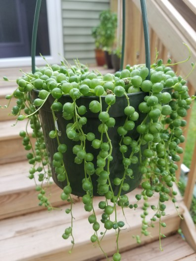 String of Pearls