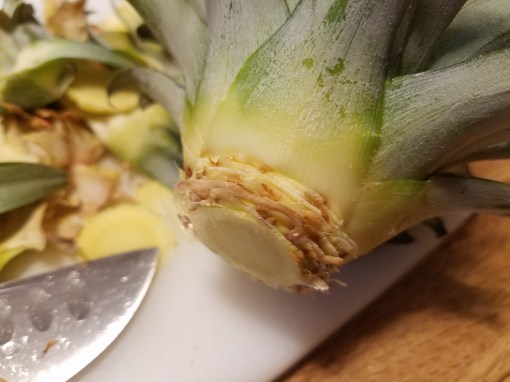 Removing lower leaves and exposing roots