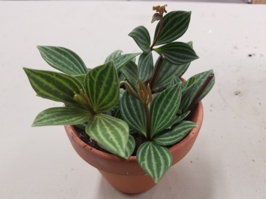 Peperomia Stilt