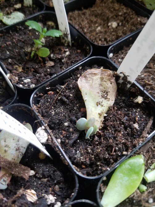 Echeveria Perle Von Nurnberg Plantlet.jpg