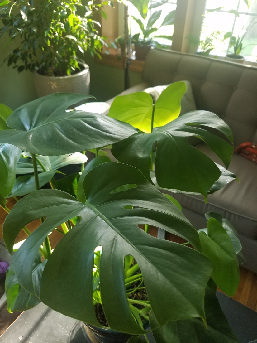 Monstera August 6, 2018