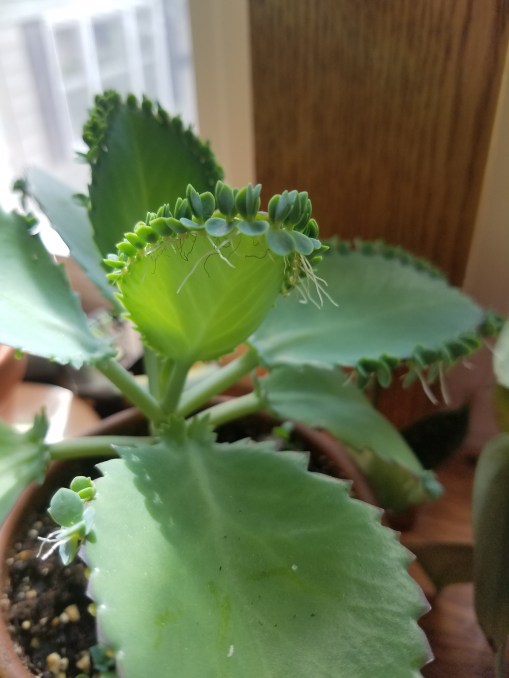Mother of Thousands Baby Plantlets with Roots.jpg