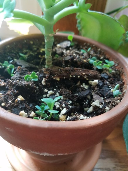 Mother of Thousands Knocked Off Babies.jpg