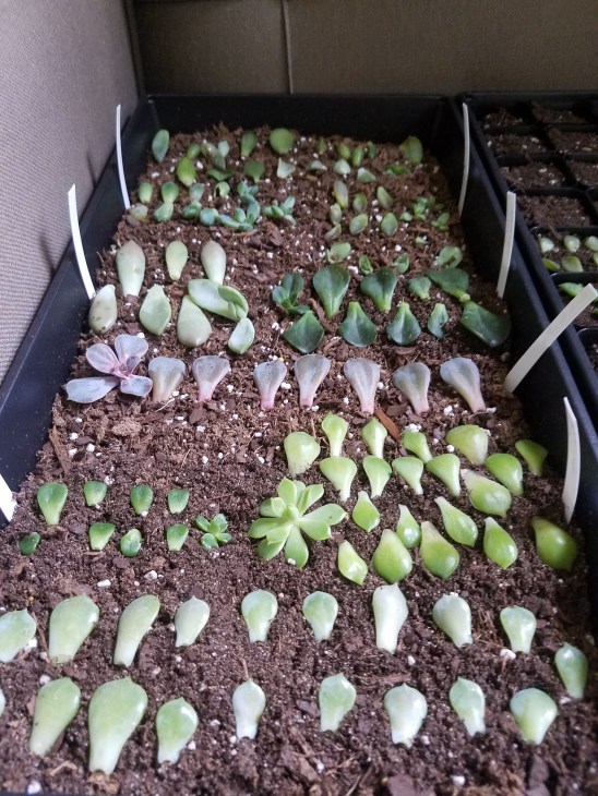 Propagation Tray.jpg