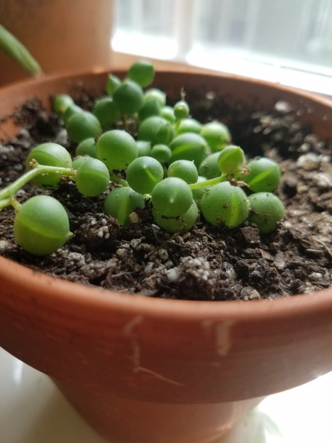 String of Pearls.jpg