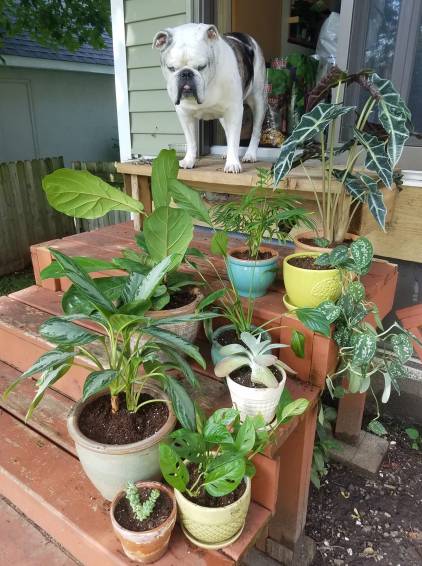 Picture of Chappy the Bulldog looking at all the plants I repotted in August 2018