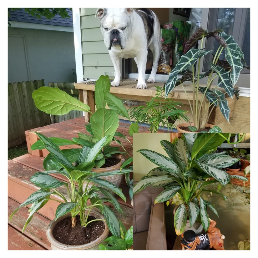 pixlr_20190808215202115