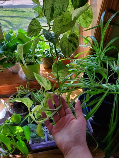 Pothos long runner to be turned into cuttings