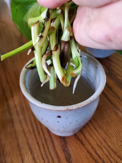 Manjula pothos cuttings 2 weeks of root growth