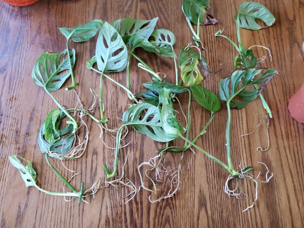 Monstera adansonii rooted cuttings