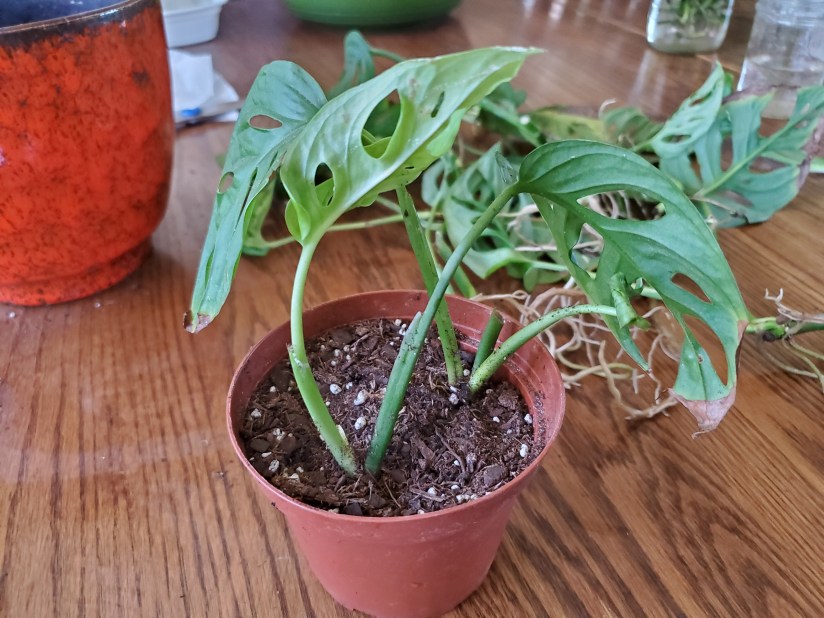 Monstera adansonii rooted cutting potted up